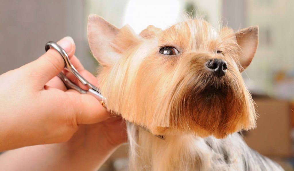 The Dog Is Afraid to Hair, What To Do?