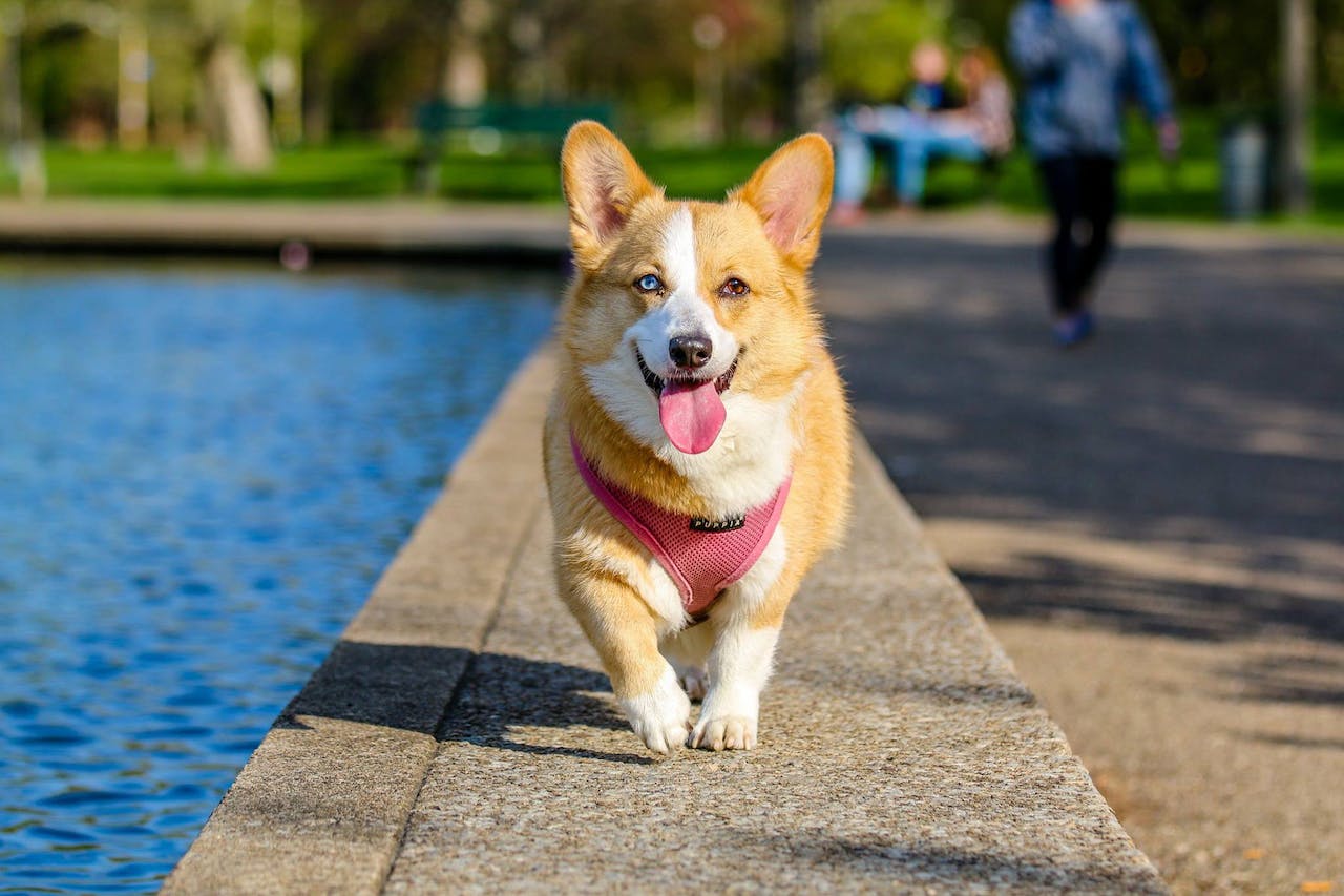 The Ultimate Guide to Laminate Flooring for Dog Owners