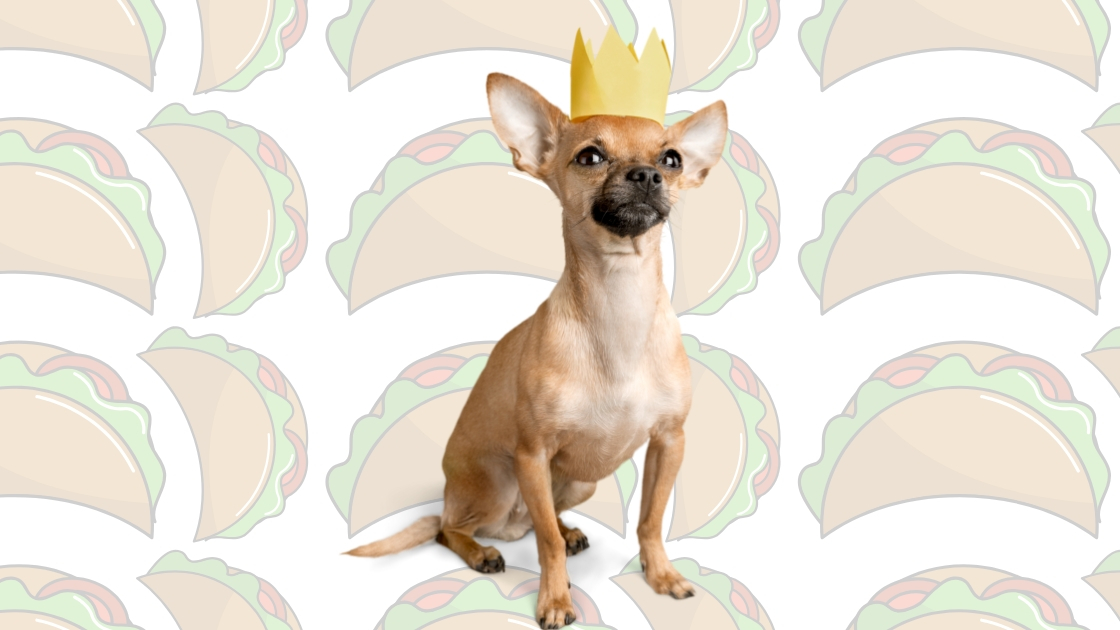 How to provide proper pet care?